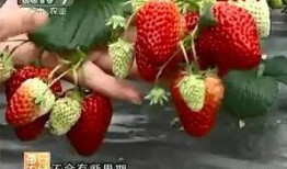 草莓视频国产,本土创新与全球视野的交融